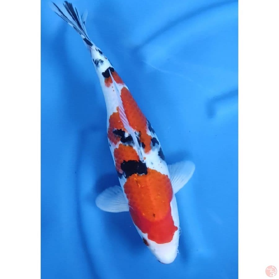 39CM # SANKE JUMBO / FM
