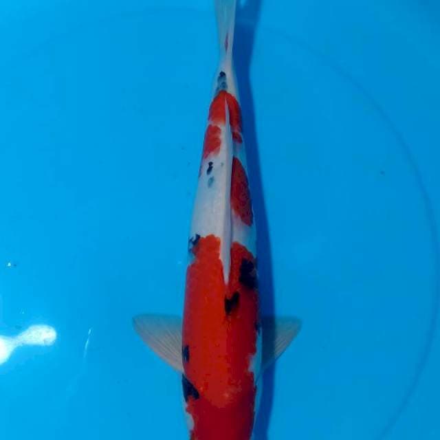 ASOKA 7 ~ TAISHO SANSHOKU - 39CM