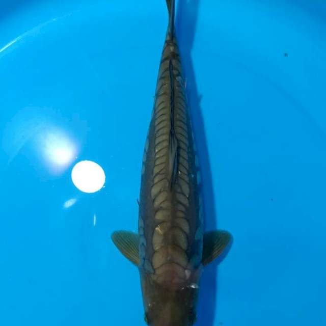 ASOKA 8 ~ CHAGOI ARAGOKE - 38CM