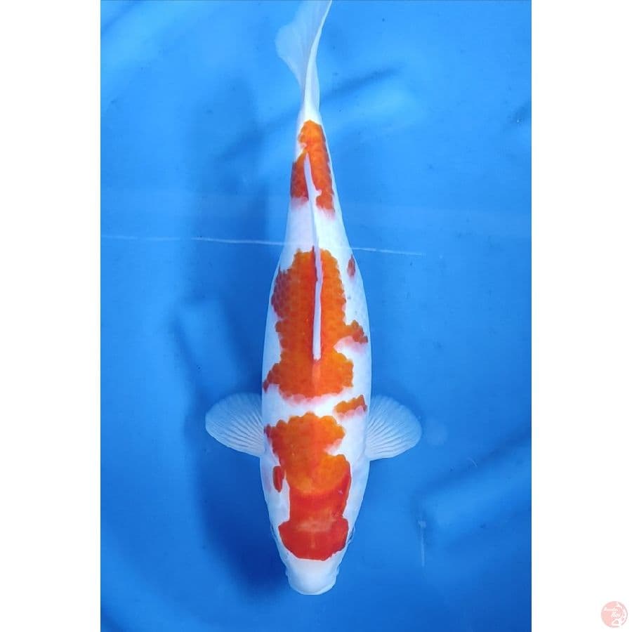 37CM # KOHAKU 3 STEP / FM