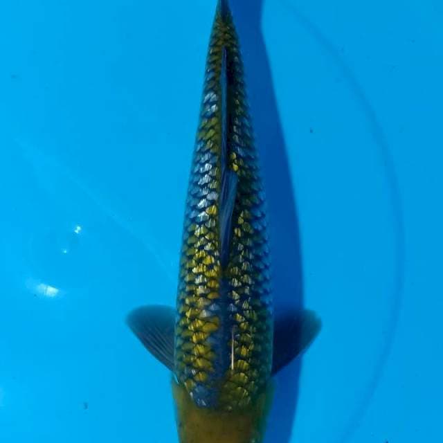 ASOKA 9 ~ OCHIBA GINDRIN - 35CM