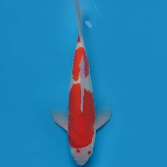 Kohaku domino 36cm