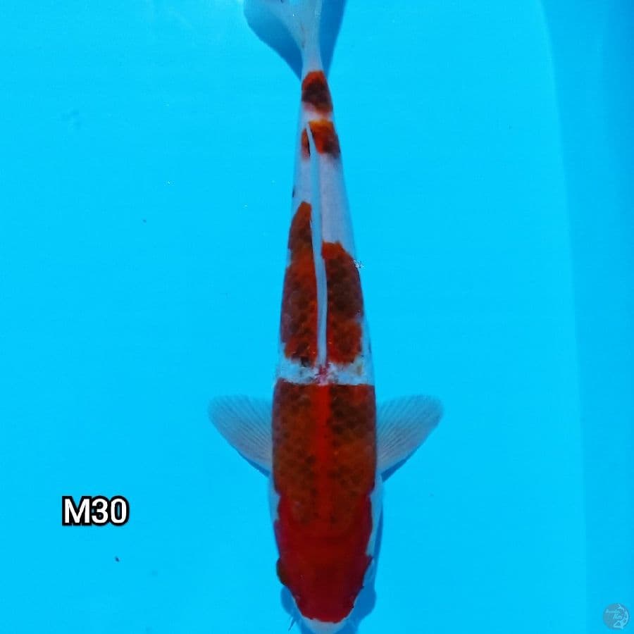 Budho Goromo 30Cm