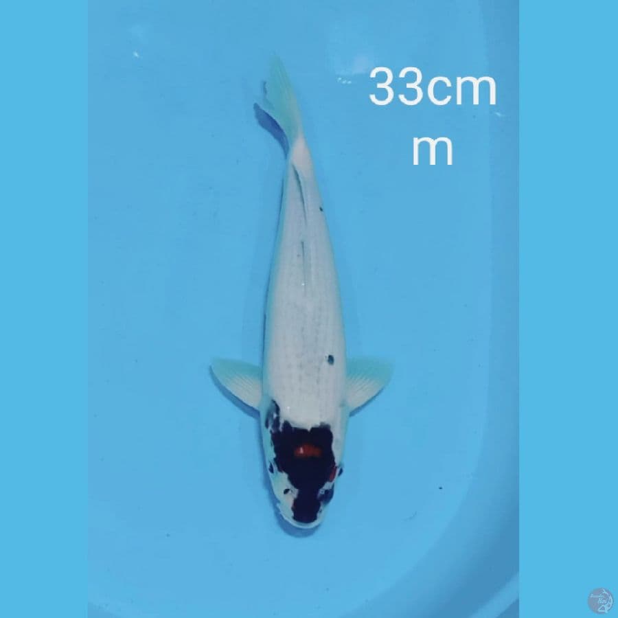 Tancho goromo 33cm