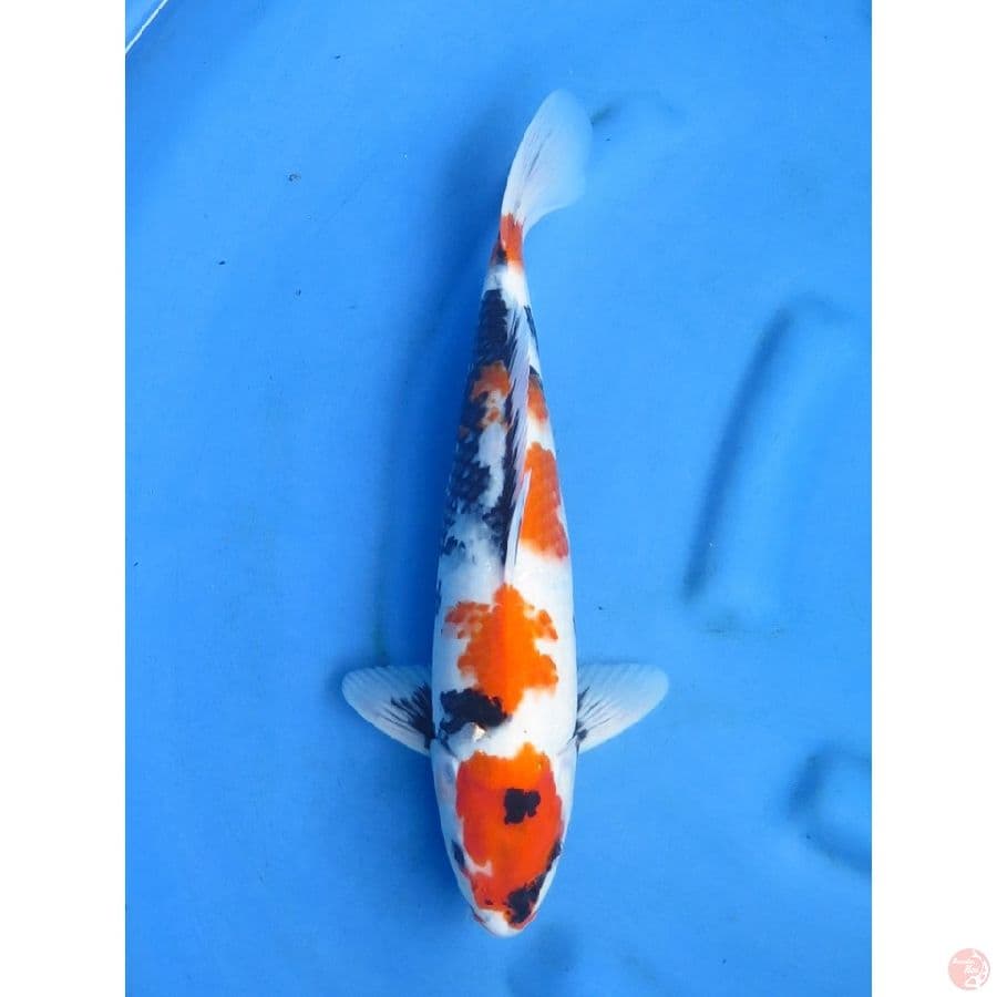 38cm , Male - Kindai Showa F1