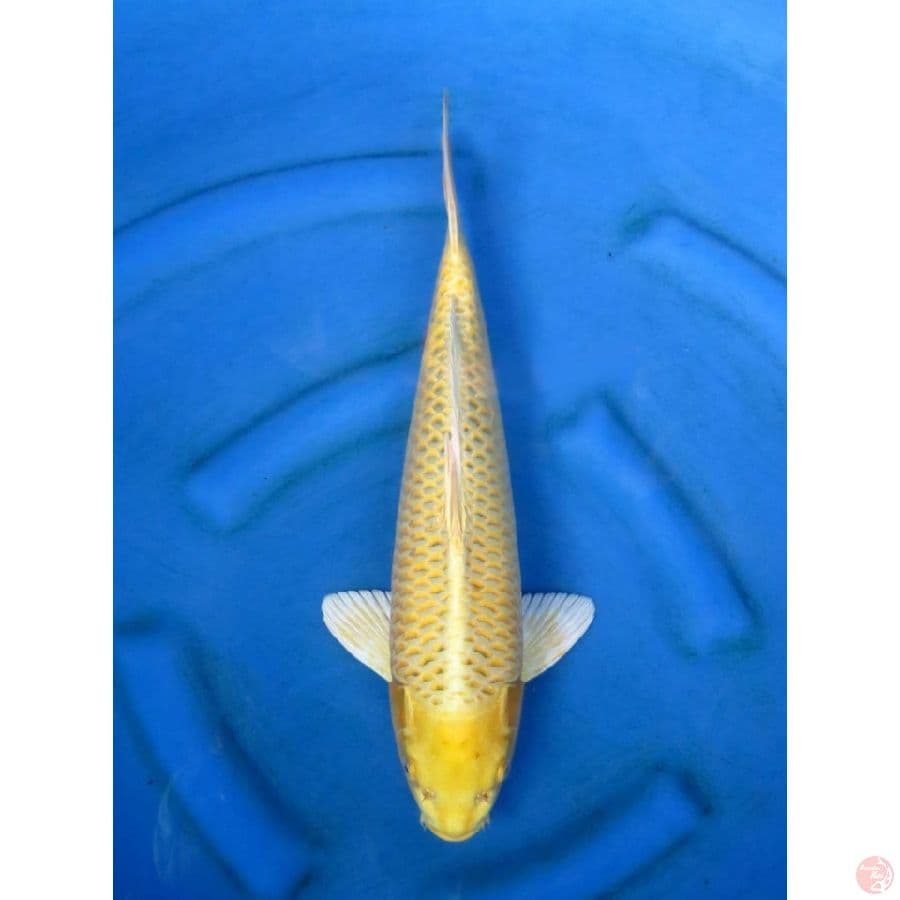 42cm , Male - Ogon Cepat Besar