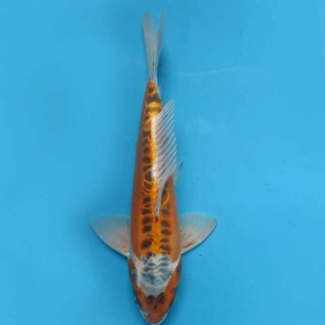 Mizuho 35cm
