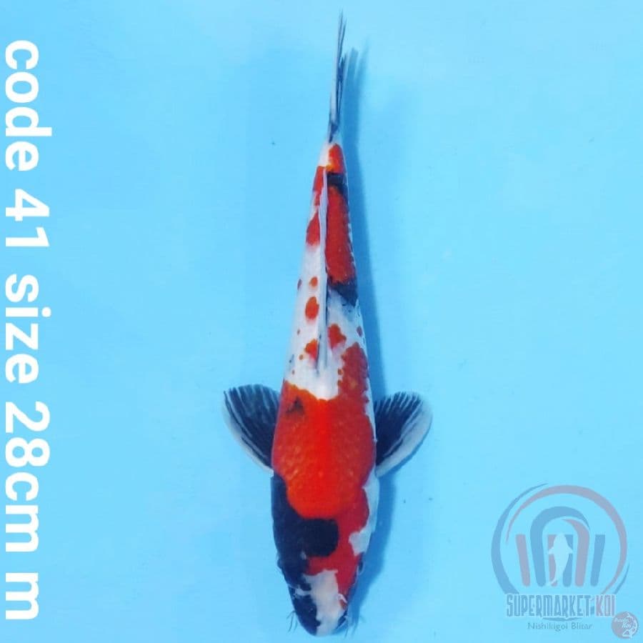 red showa