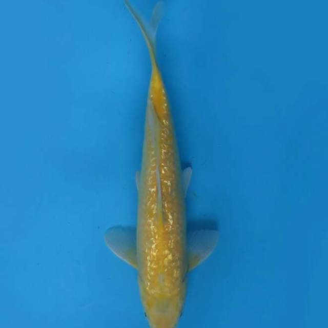 Karasi ginrin 30cm