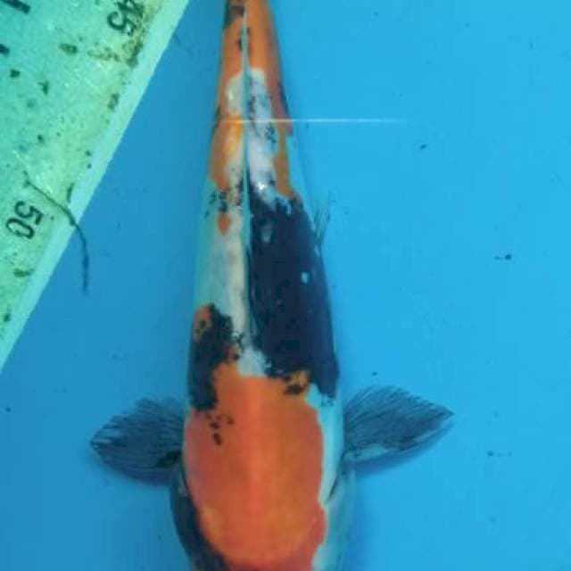 Showa Doitsu Pumada 23cm
