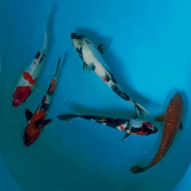 3.pahe 25-28cm