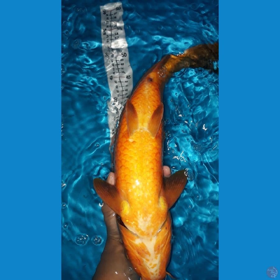Chagoi Tembaga Jumbo / Male / 46cm