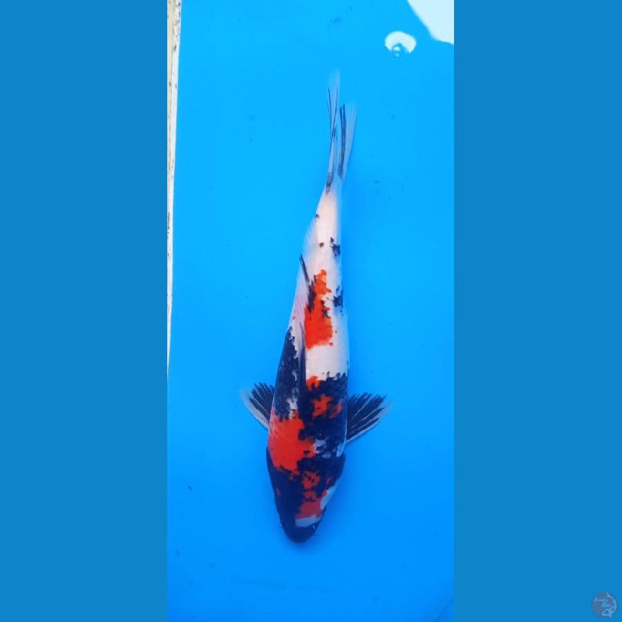 kindai showa 33 cm