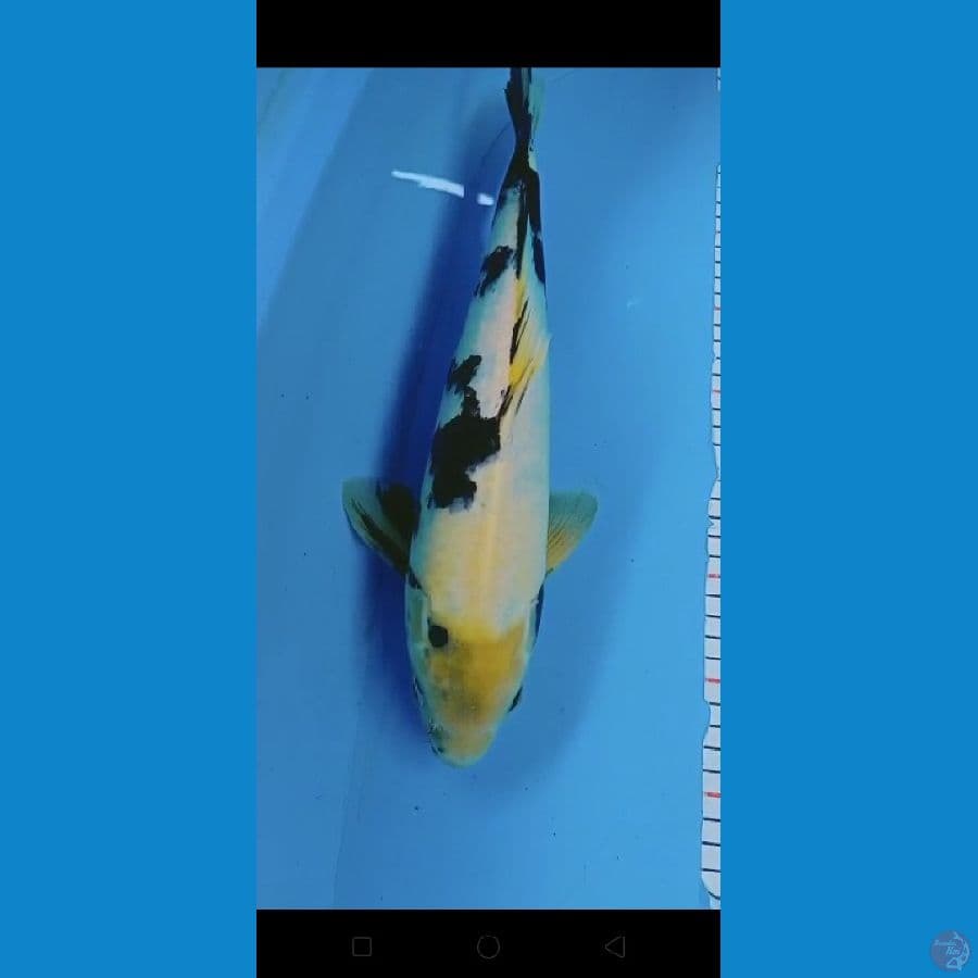 Shiro, 40 cm