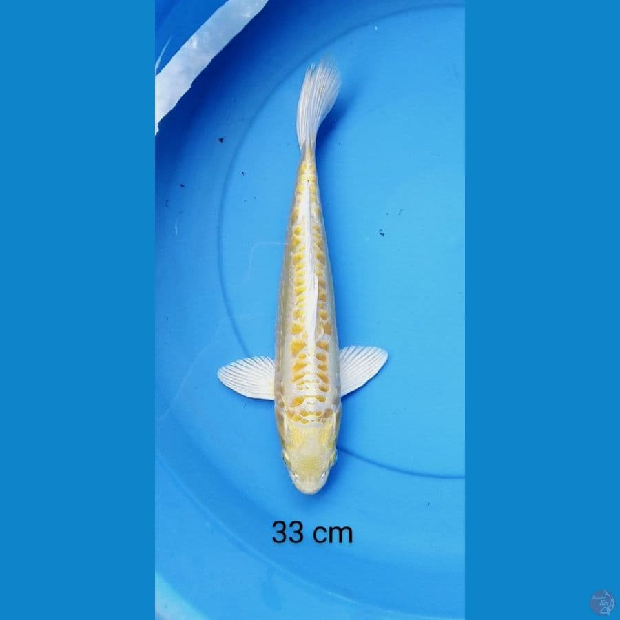 doits 33 cm