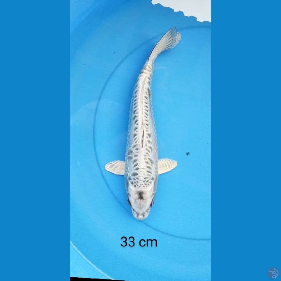 kawarimono 33 cm