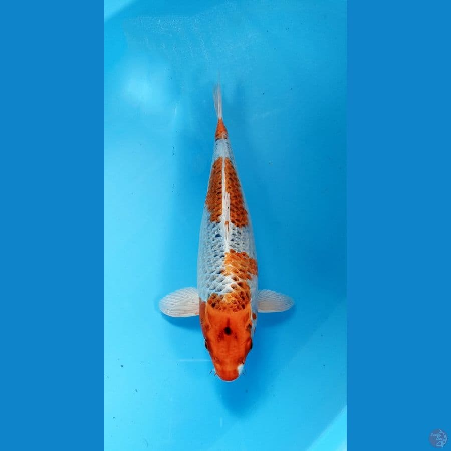 kujaku 35cm
