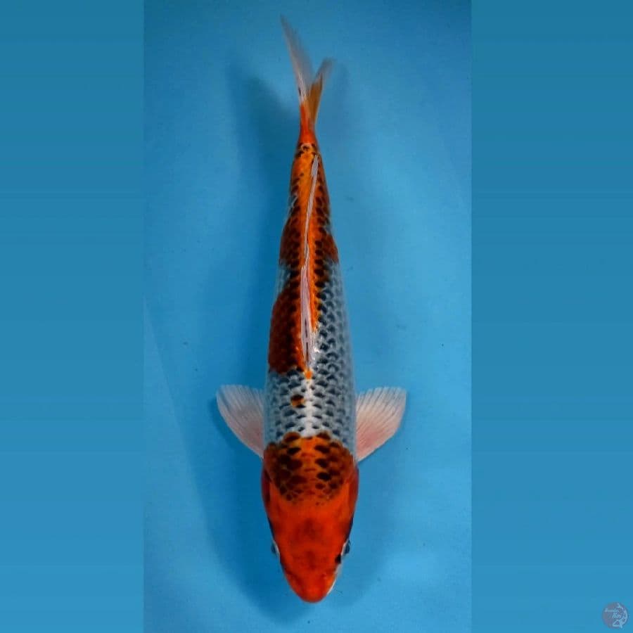 kujaku, 33 cm