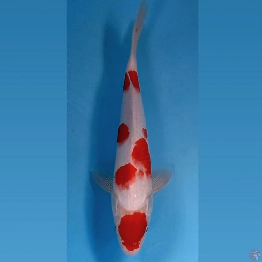 kohaku, 29 cm