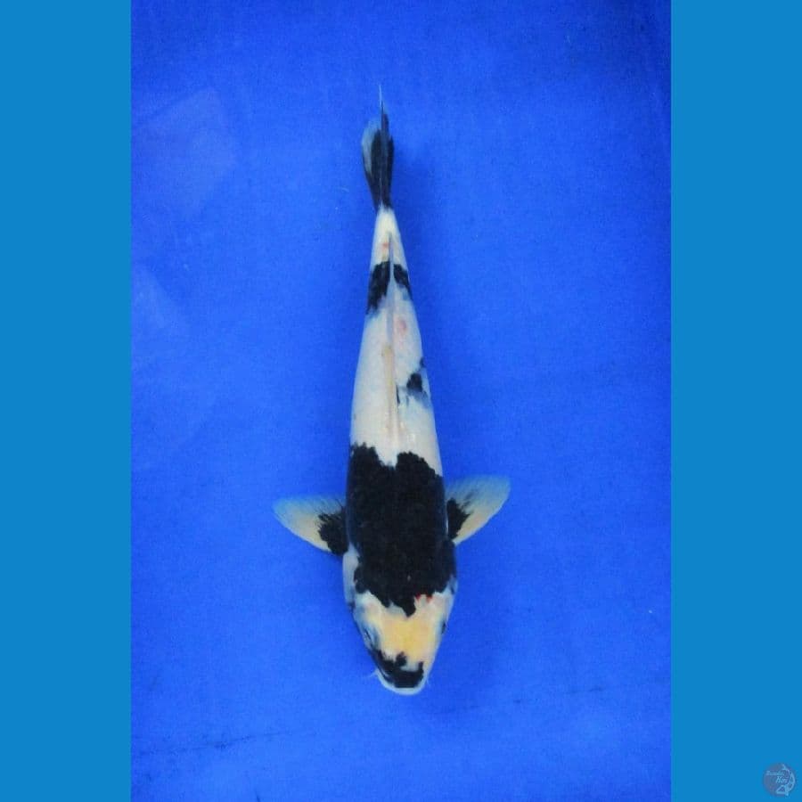 shiro ±30 cm