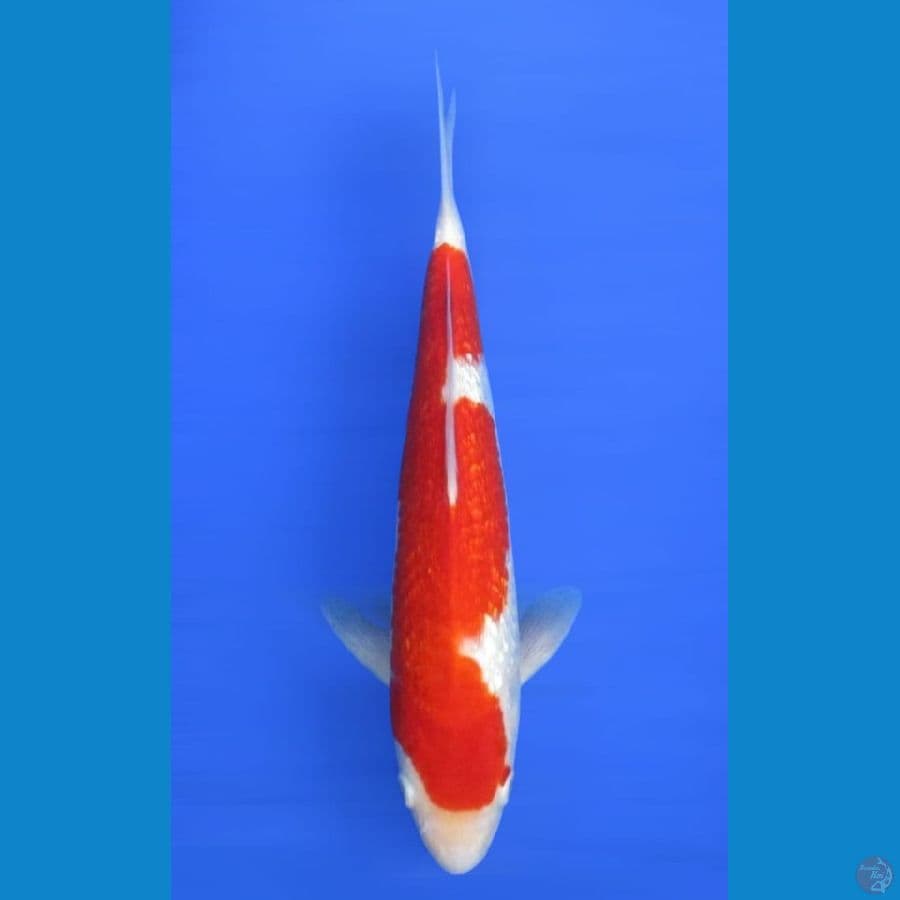 kohaku ginrin ±30cm stronge