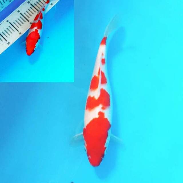 Kohaku special 5 step authentic 25cm