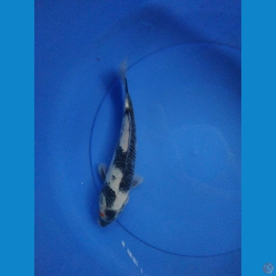 showa 26 cm