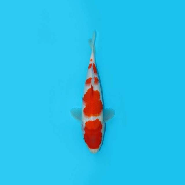 KOHAKU 28 CM