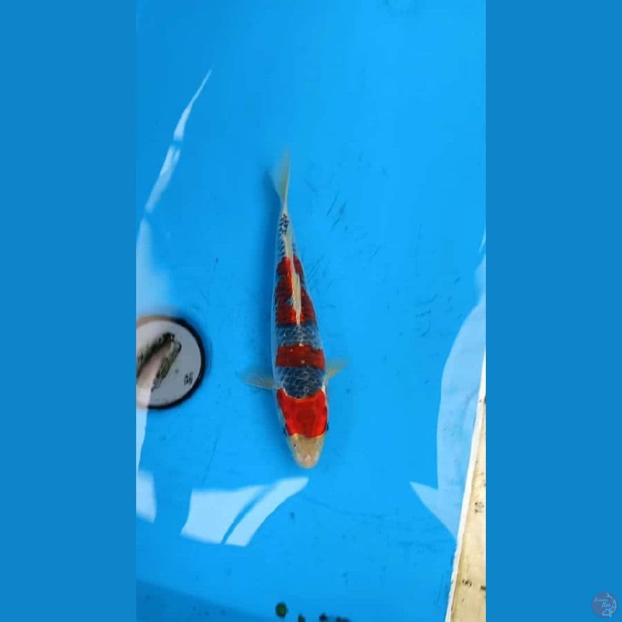 Goshiki 25cm male