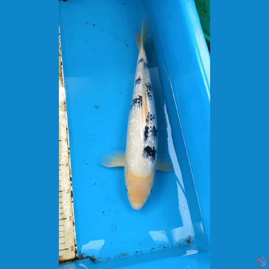 Ginrin bekko 40cm male