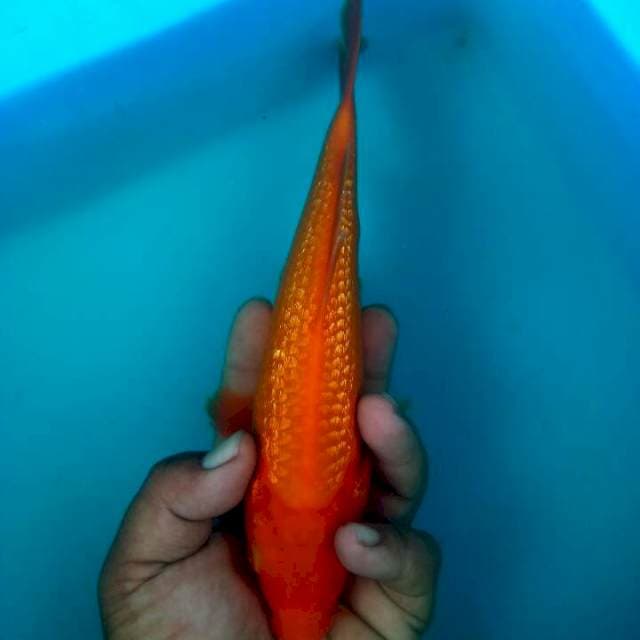 BAHAN 24CM
