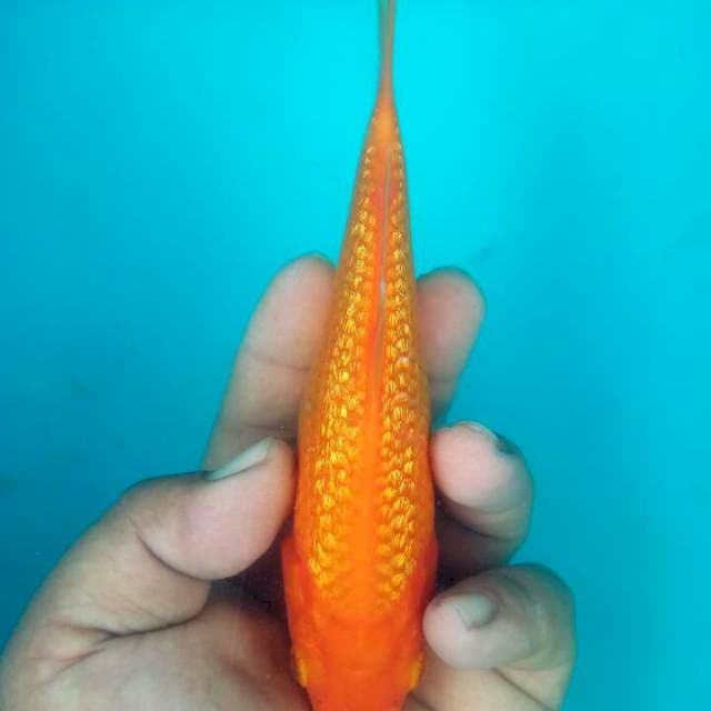 BAHAN 15CM