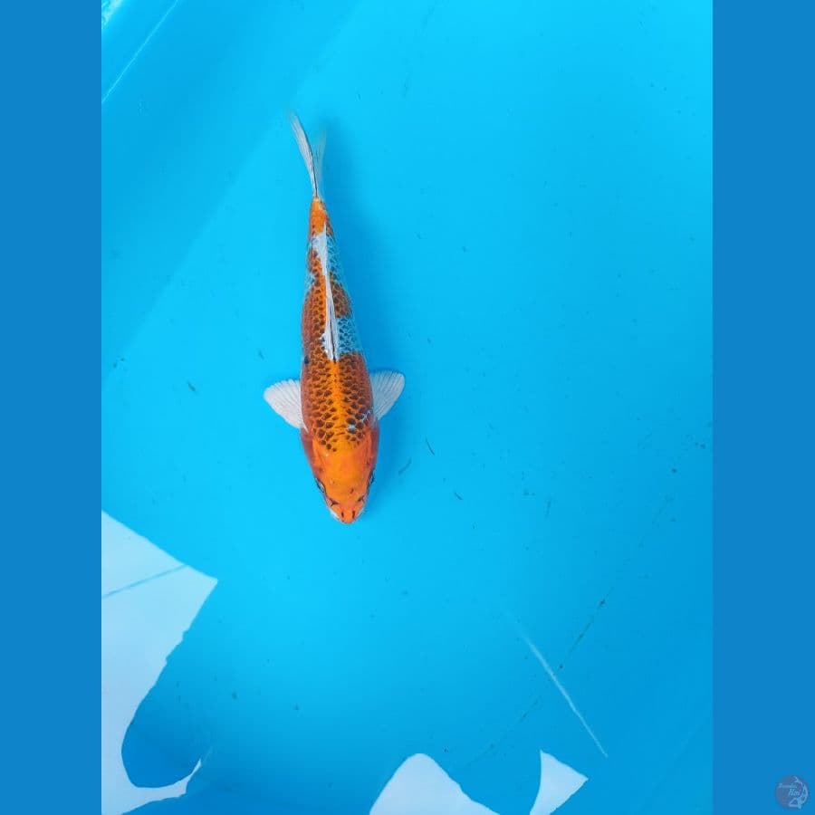 kujaku 26 cm