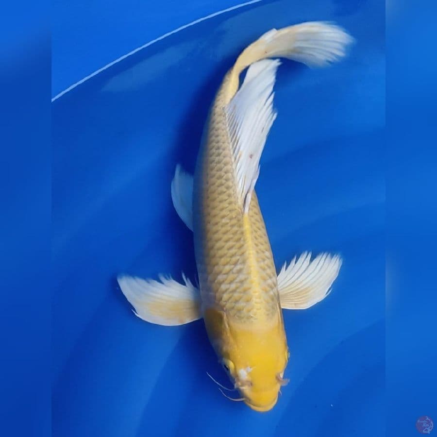 OGON KUMPAY 40 Cm