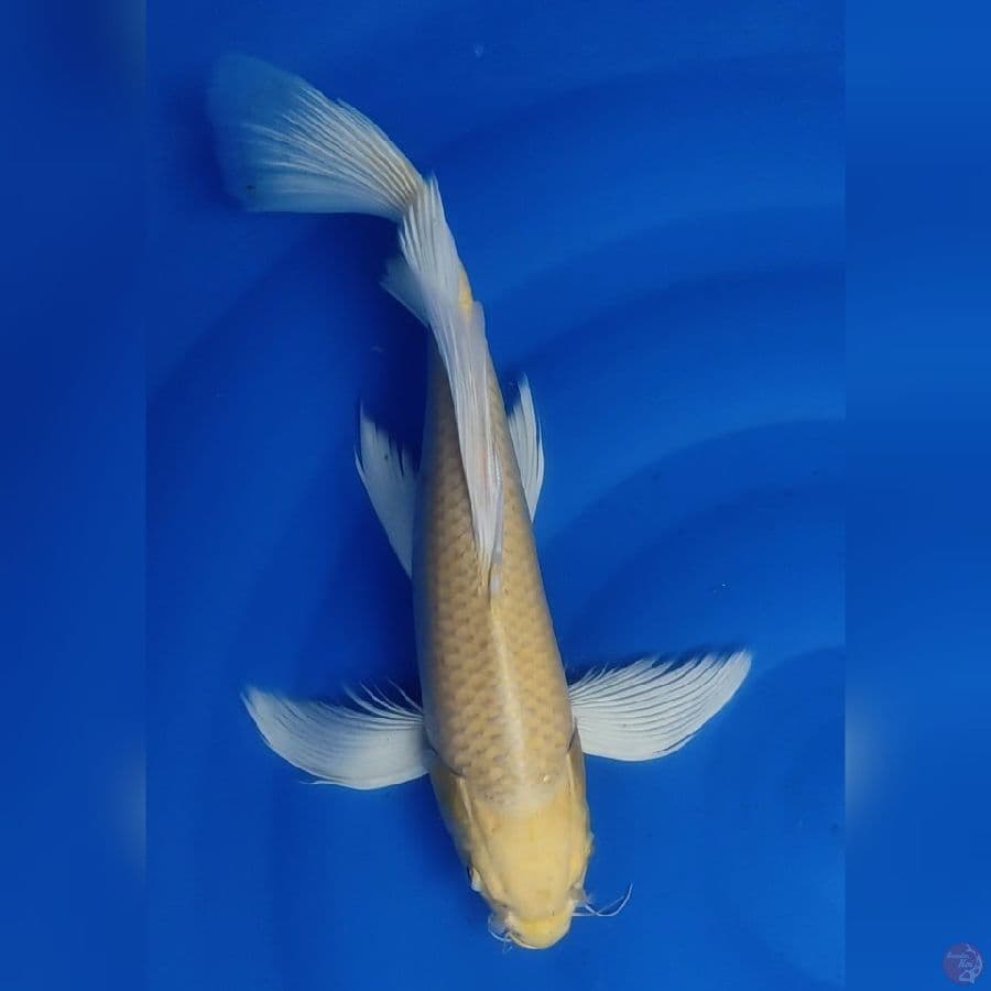 OGON KUMPAY 37 Cm