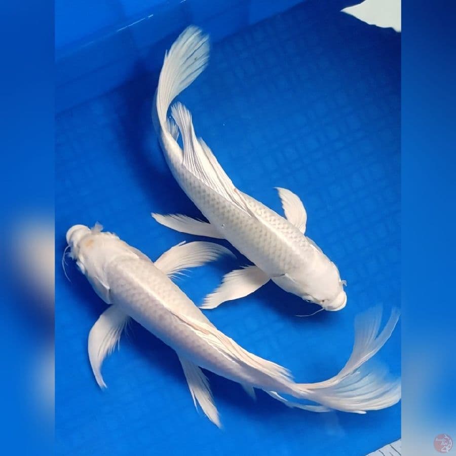 DUO PLATINUM KUMPAY 31 Cm