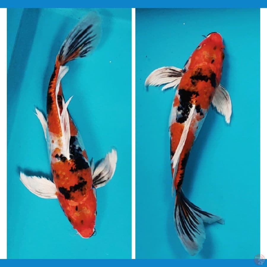 kumpay gin showa 34cm