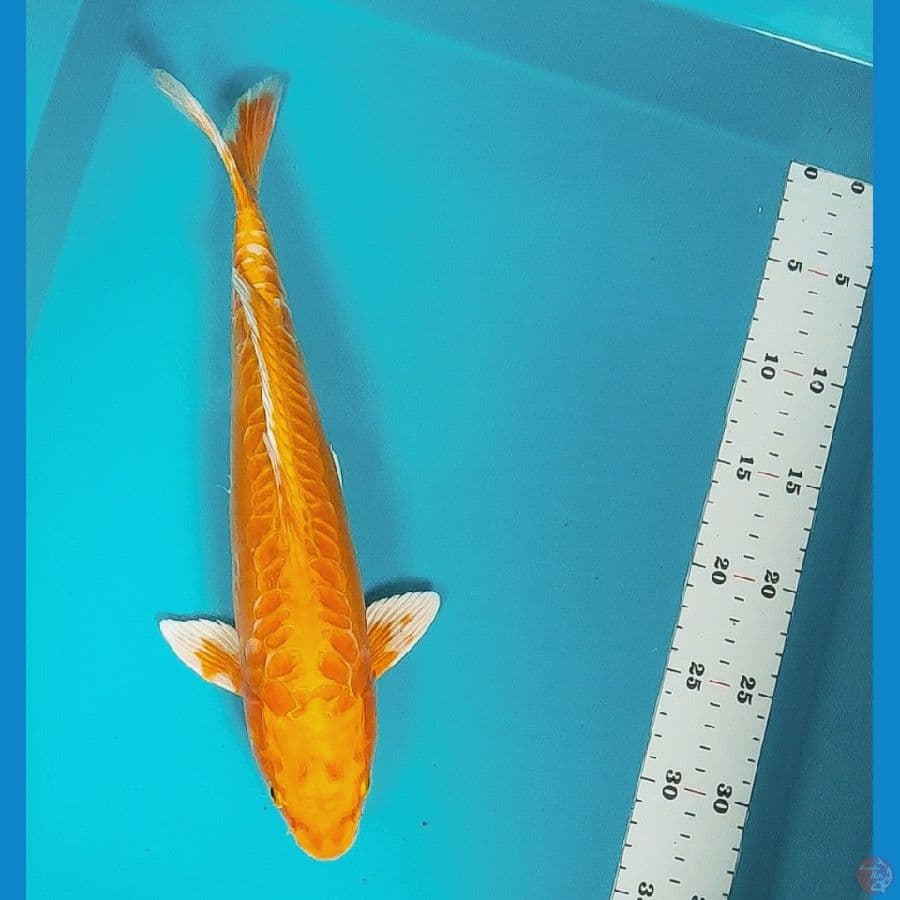 kawarimono 34cm male