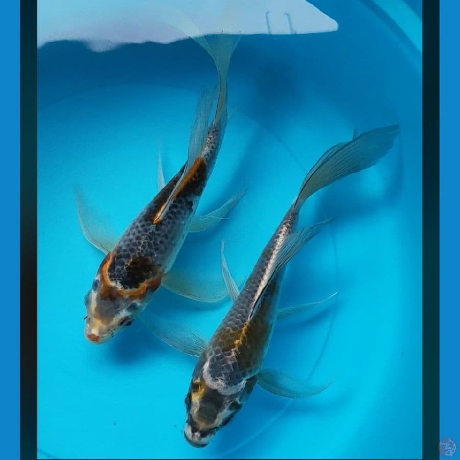 duo kumpay antik 24-25cm