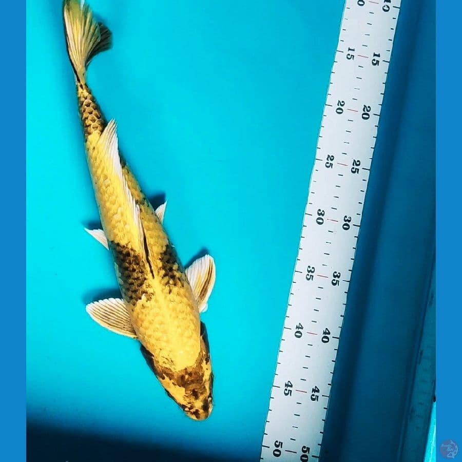 kin ki utsuri 36cm male