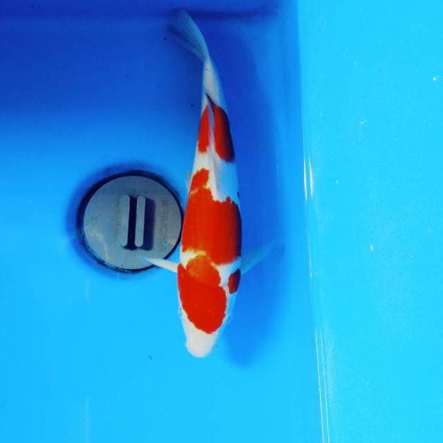 Kohaku merah special 25cm