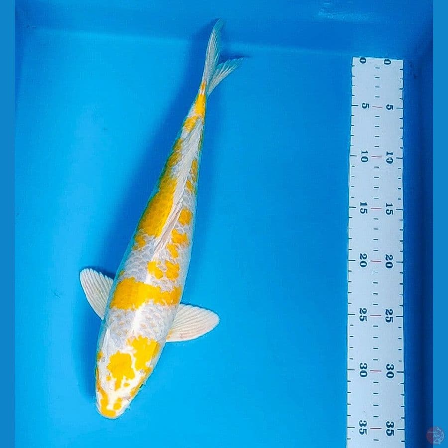 hariwake jos 36cm male