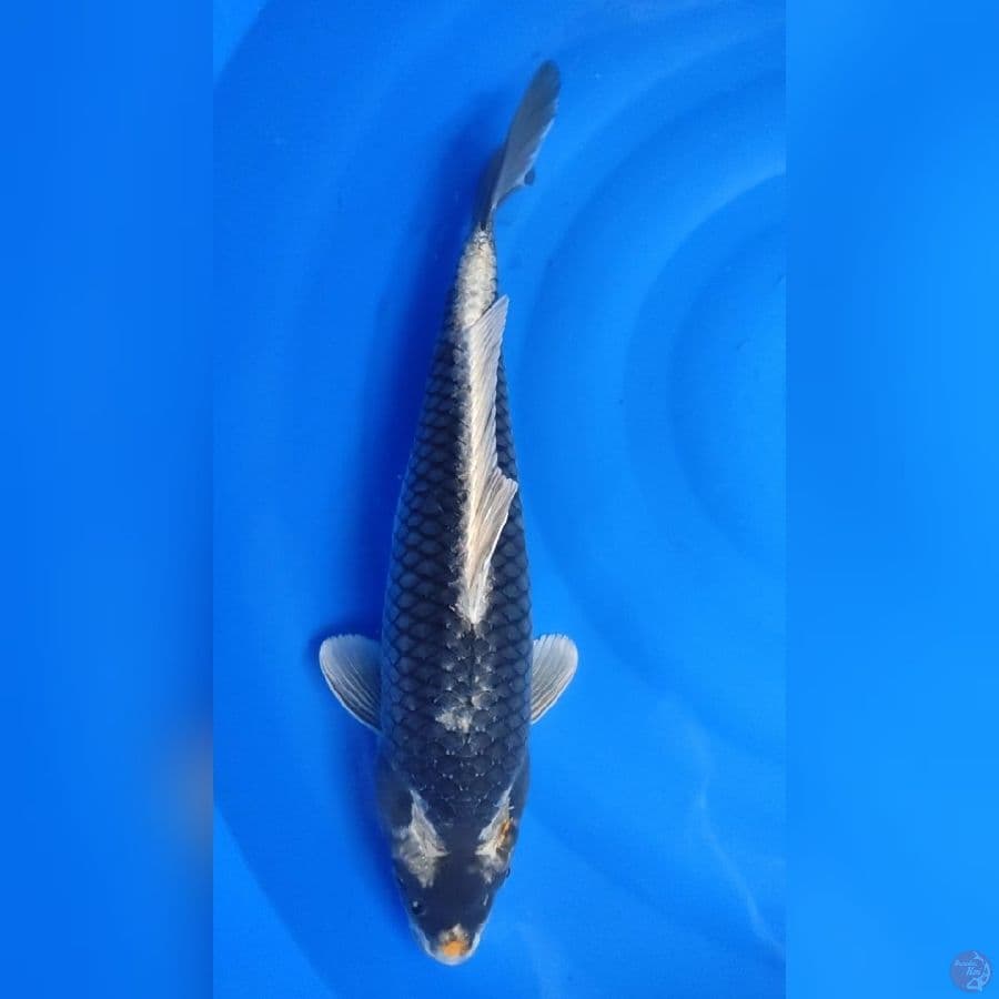 KABUTO JUMBO MUNUK 50 Cm