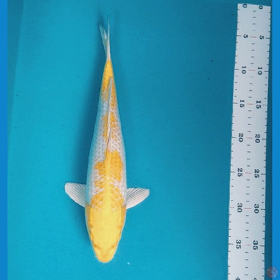 hariwake strong 33cm male