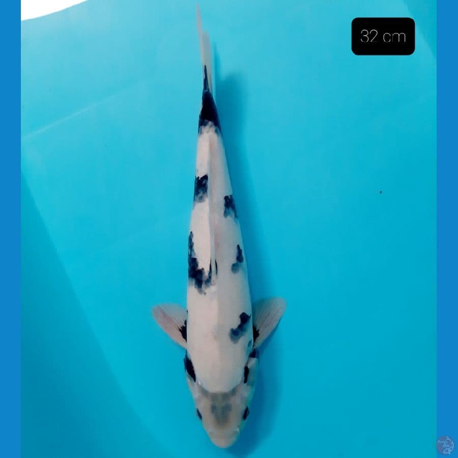 F1 shiro 32 cm