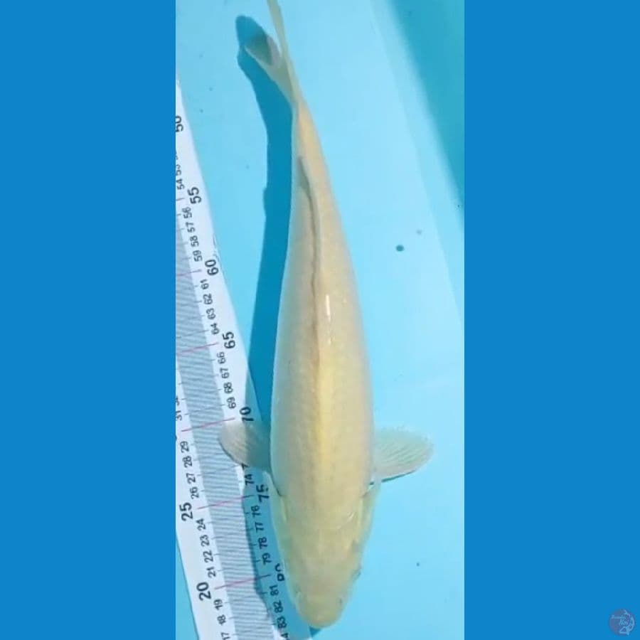 karashi 40 cm