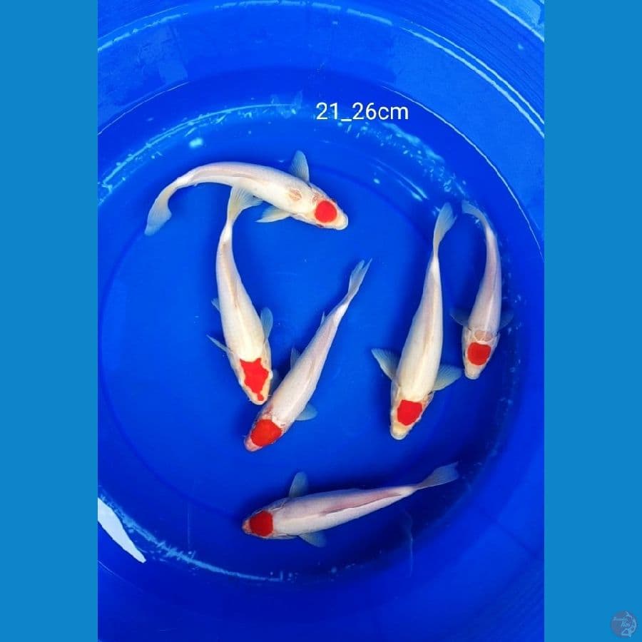 paket tanco kohaku