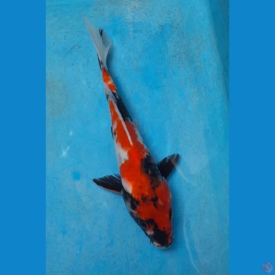 Showa Merah