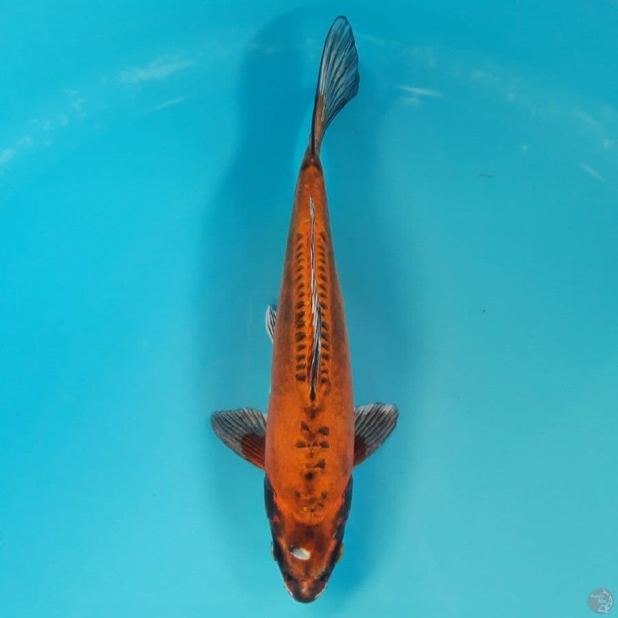 Beni Kiko 28cm