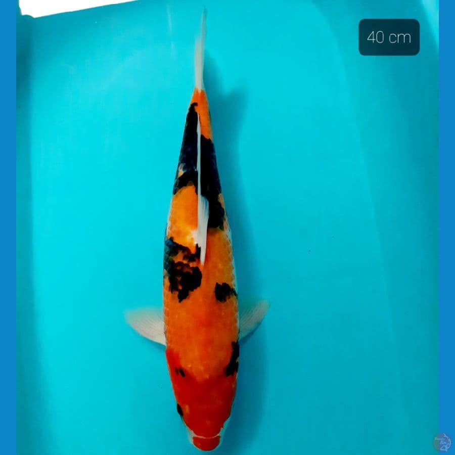 showa 40 cm